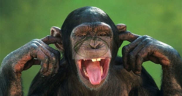 7 Days Safari & Chimps Western Tanzania