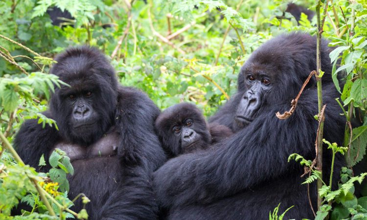 3 DAYS UGANDA GORILLA TRACKING & BATWA CULTURE