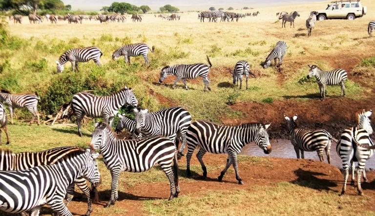 13 DAYS KENYA & TANZANIA (PLATINUM SAFARI)