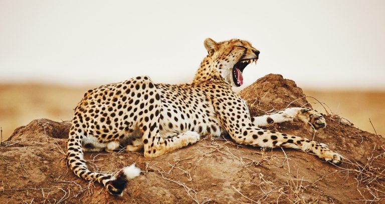 Blend Kenya Safari with Zanzibar Beach Getaway