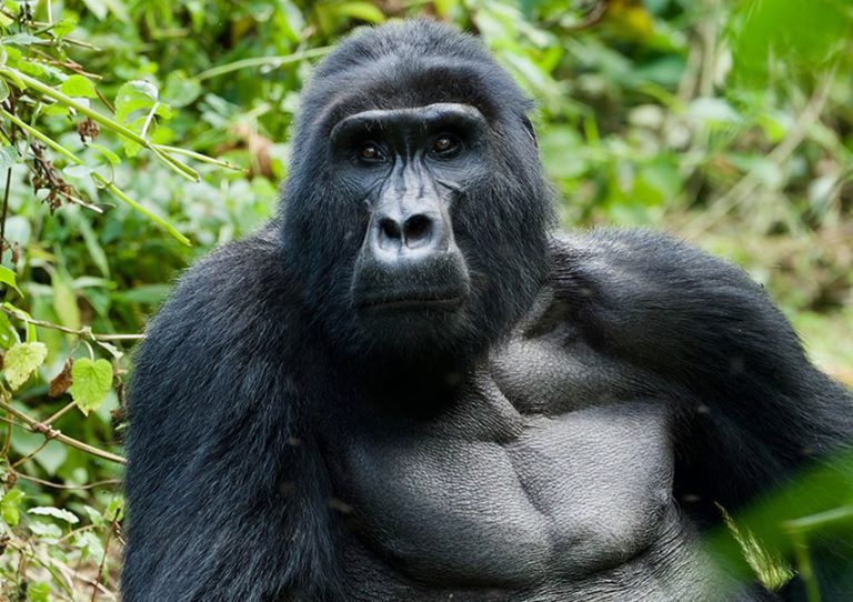 5 DAYS UGANDA GORILLA TREKKING