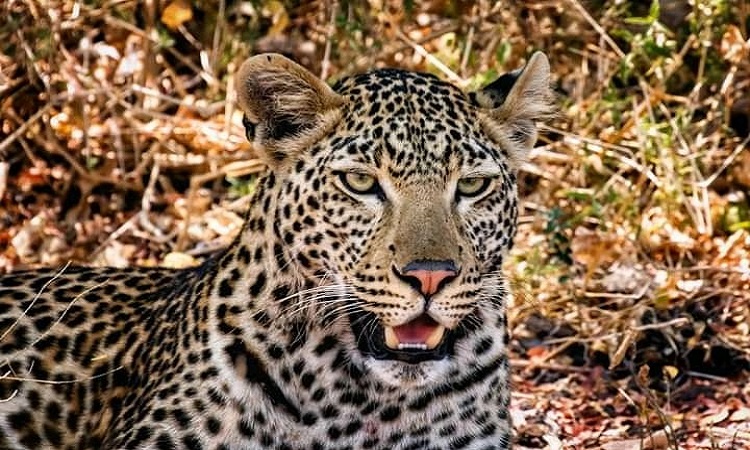 TANZANITE LUXURY PACKAGE