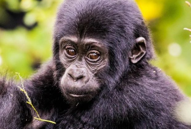 3-Days-Uganda-gorilla-trekking-safari