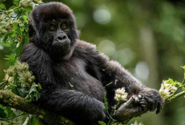 4-Days-Uganda-Double-Gorilla-trekking-safari-
