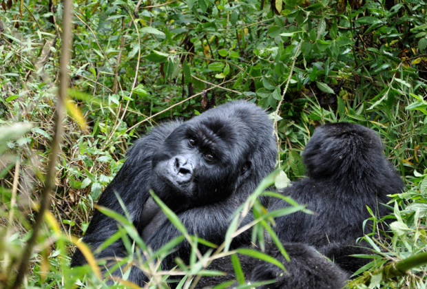 5-days-rwanda-gorillas-chimps-800x600