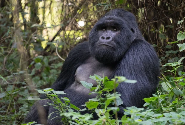 Mgahinga-gorilla-tracking-and-Batwa-experience