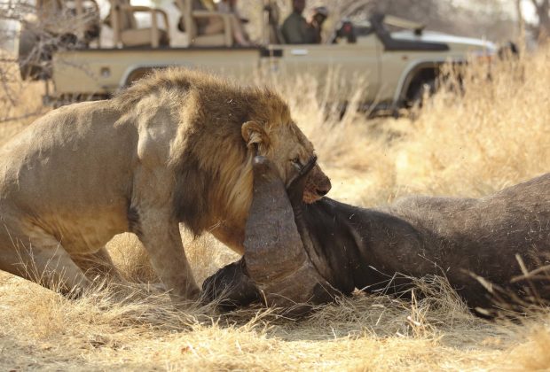 best-wildlife-safari-parks-in-tanzania-africa