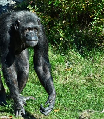 chimpanzee-3854044_1280